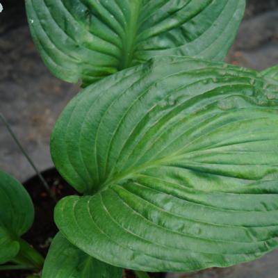 Hosta 'Potomac Glory'